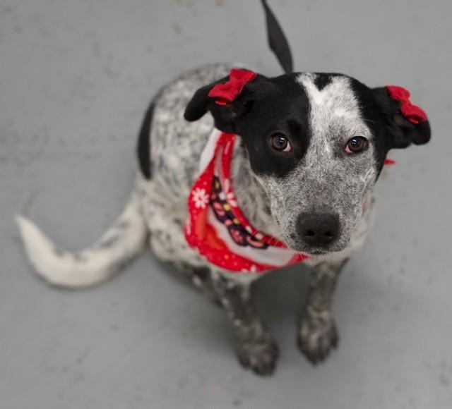 Peanut, ADOPTABLE, Adult Female Australian Cattle Dog / Blue Heeler.