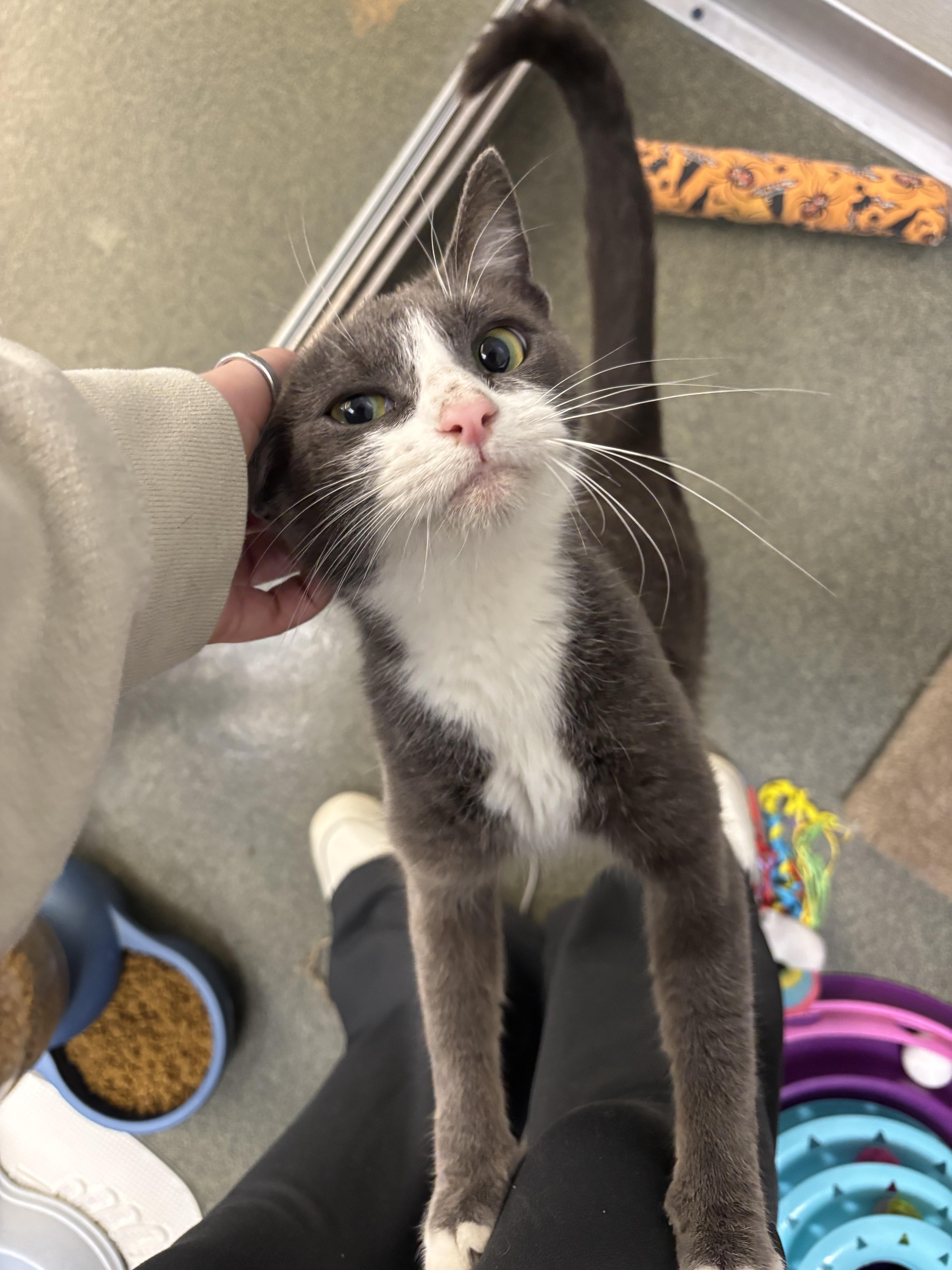 Snowflake thumbnail 4