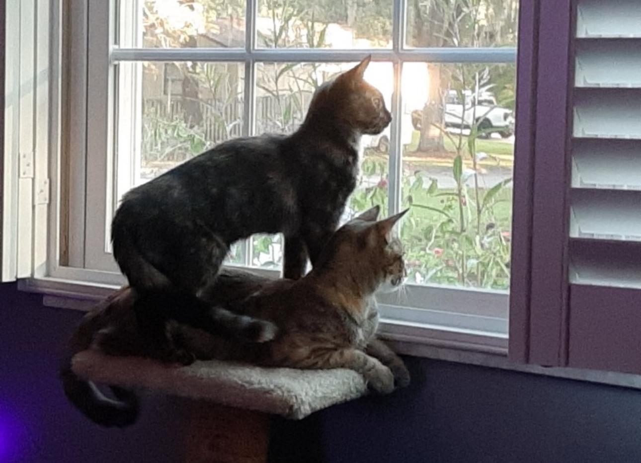 Bella, a ADOPTABLE Domestic Short Hair in Spring Hill, FL image 3/3