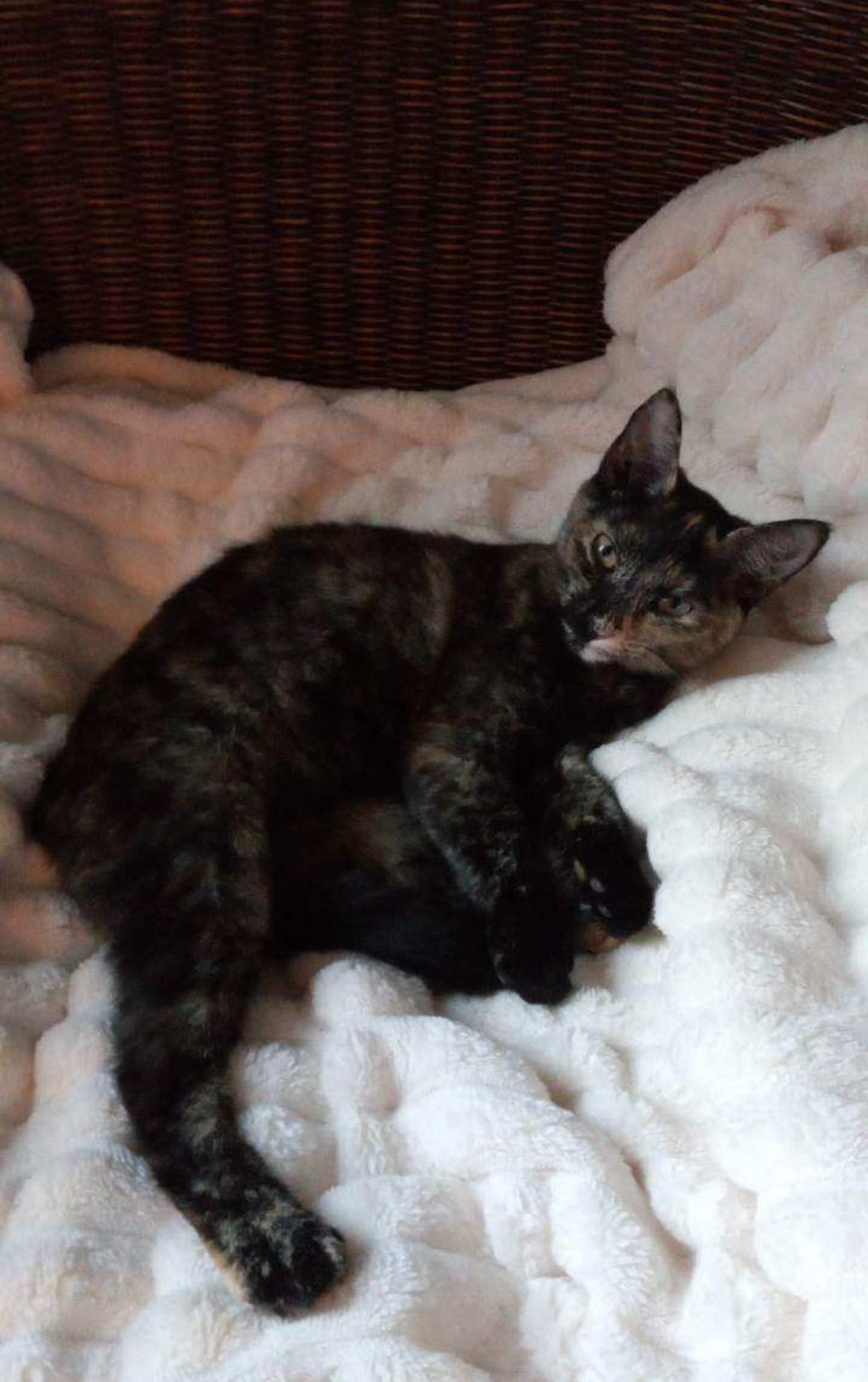 Bella, a ADOPTABLE Domestic Short Hair in Spring Hill, FL image 1/3