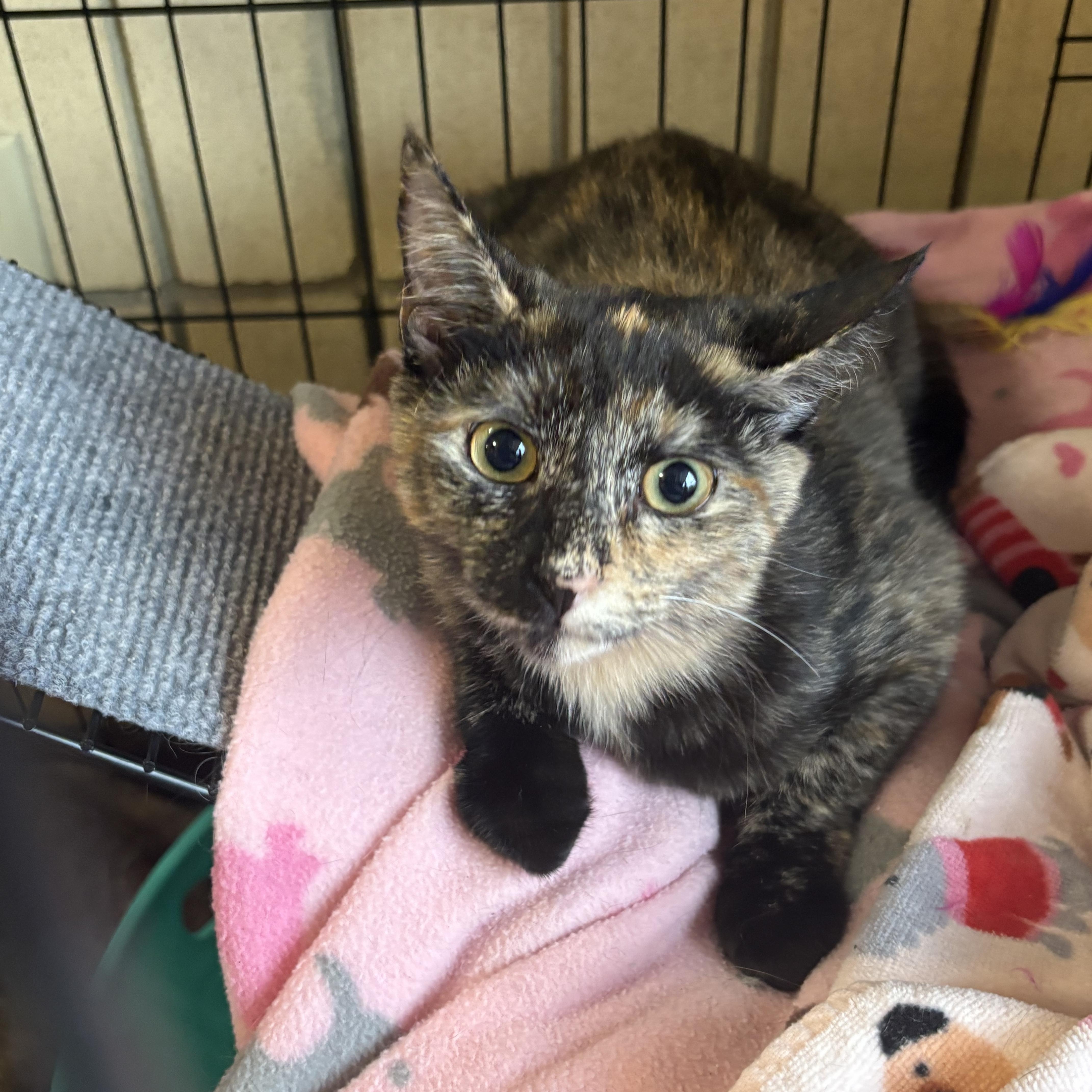 Bella, a ADOPTABLE Domestic Short Hair in Spring Hill, FL image 2/3