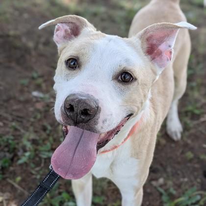 Enlarge Timmy, an adoptable mixed breed in Syracuse, NY image 1/1