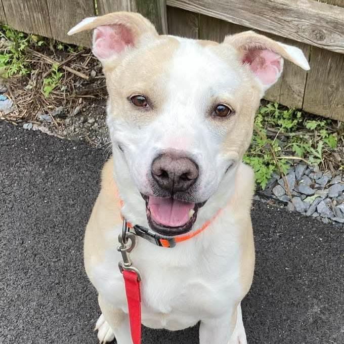 Enlarge Timmy, an adoptable mixed breed in Syracuse, NY image 2/2