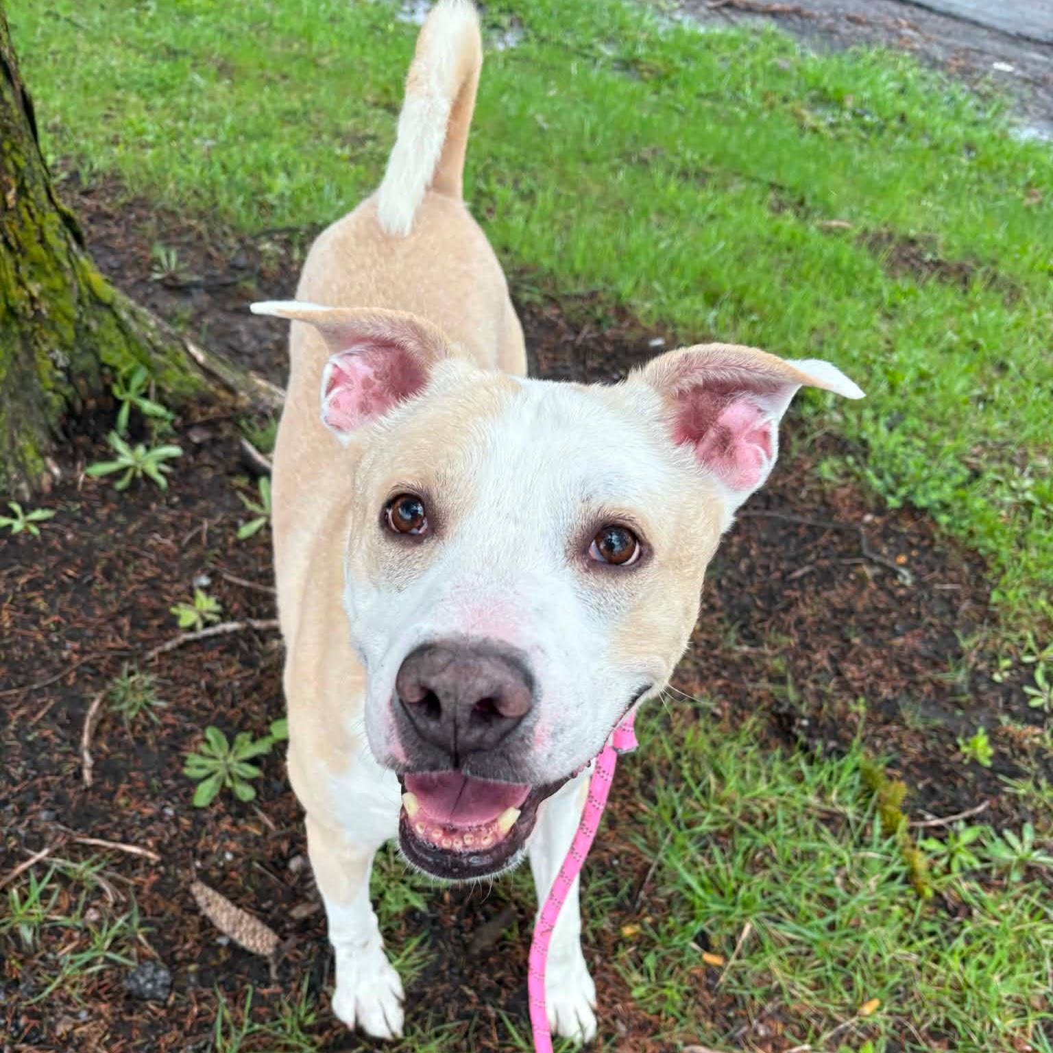 Timmy, an adoptable mixed breed in Syracuse, NY image 4/4