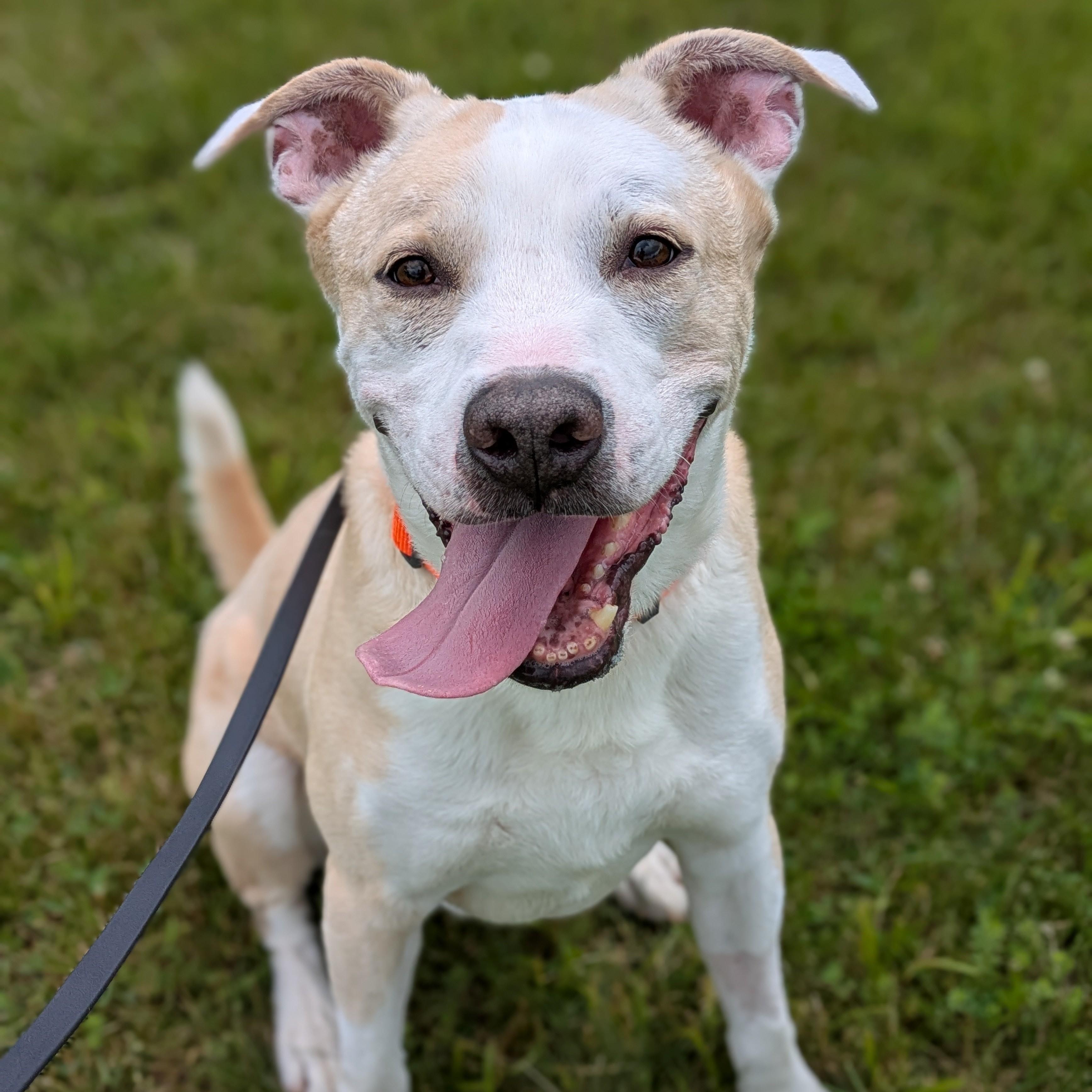 Timmy, an adoptable mixed breed in Syracuse, NY image 3/4