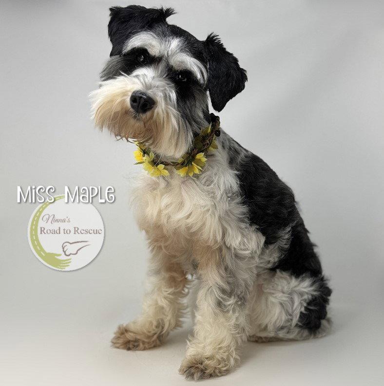 Enlarge Miss Maple, a Adopted Schnauzer in Benton, LA image 1/3