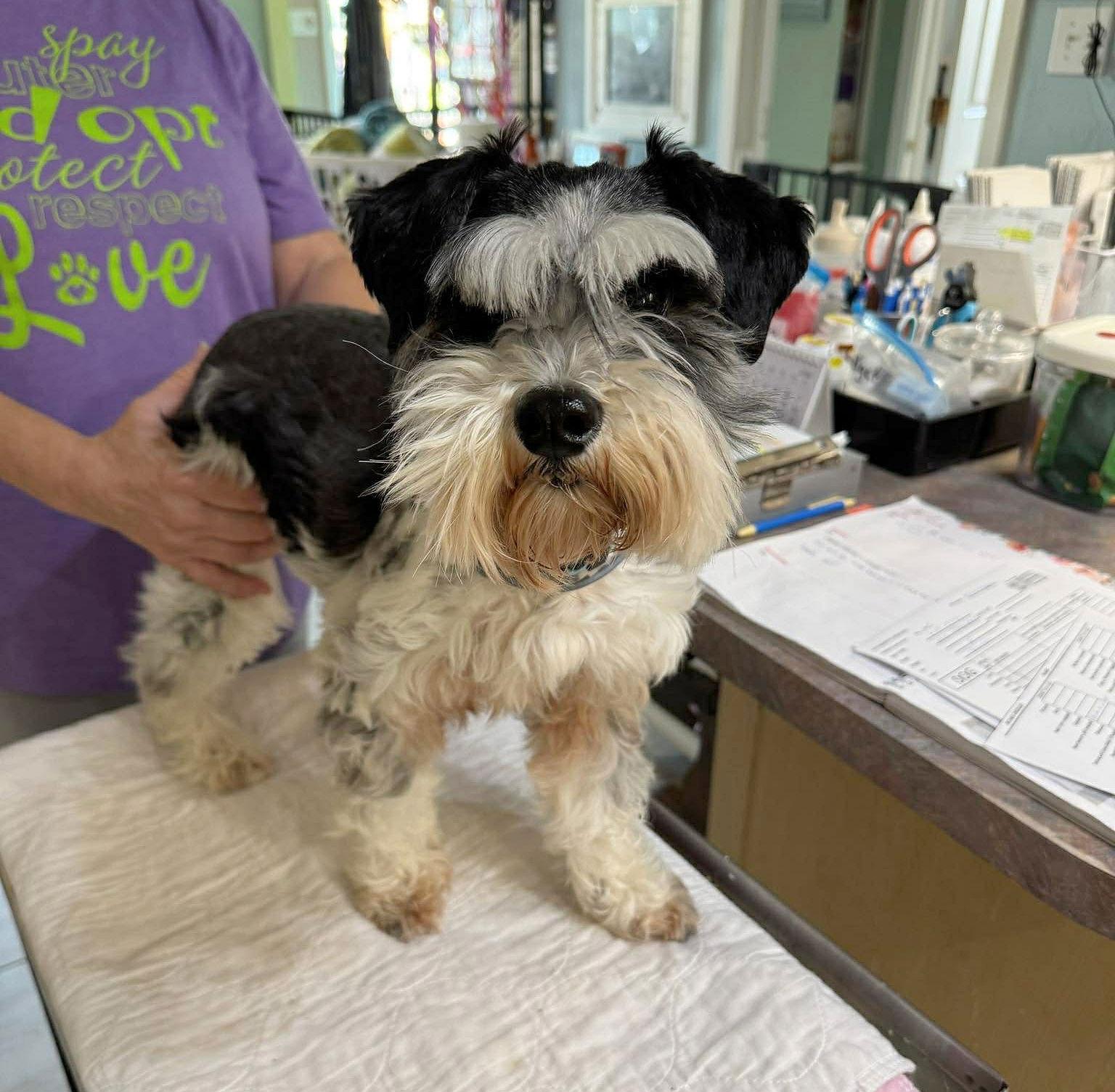 Enlarge Miss Maple, a Adopted Schnauzer in Benton, LA image 3/3
