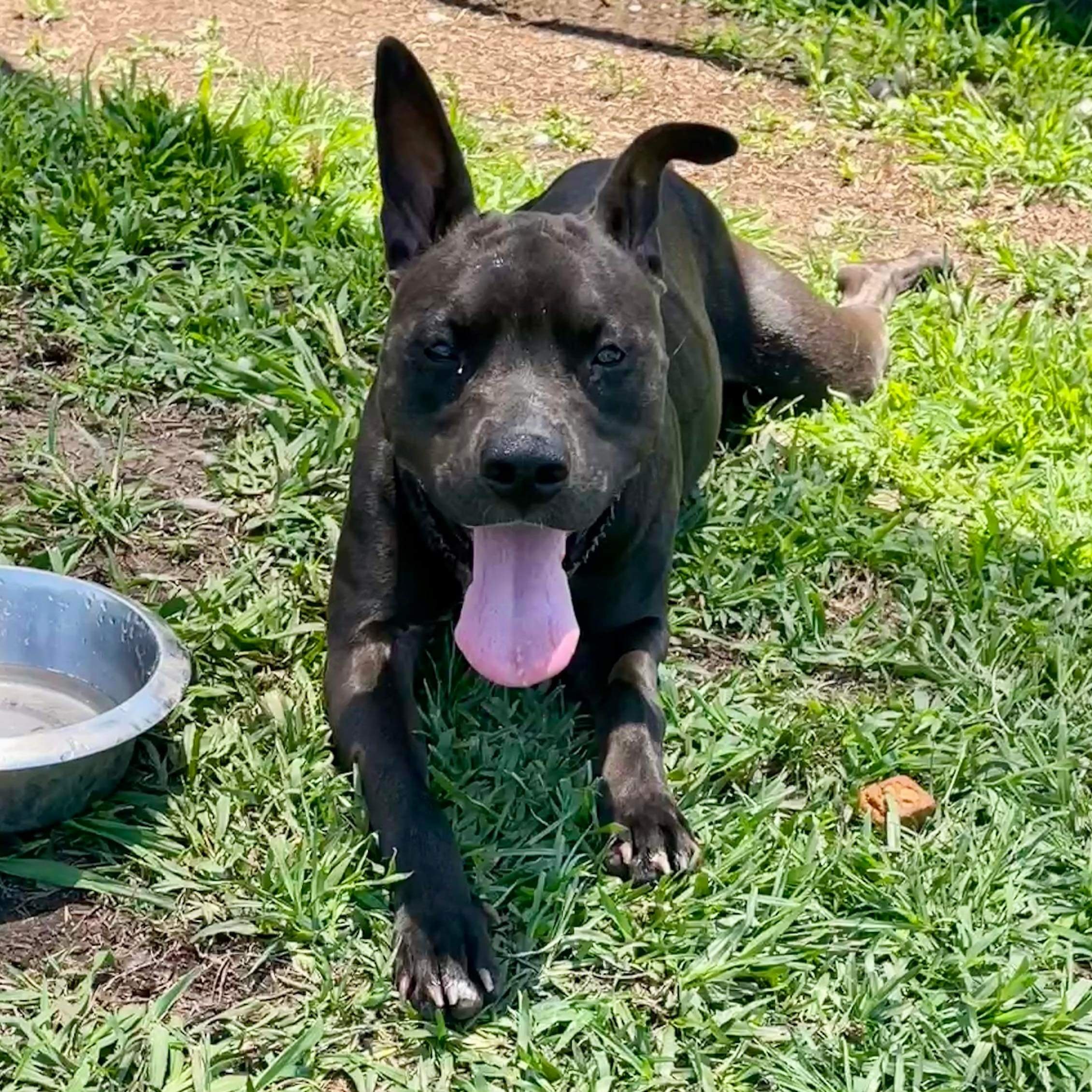 Zumba, Young Female Mixed Breed