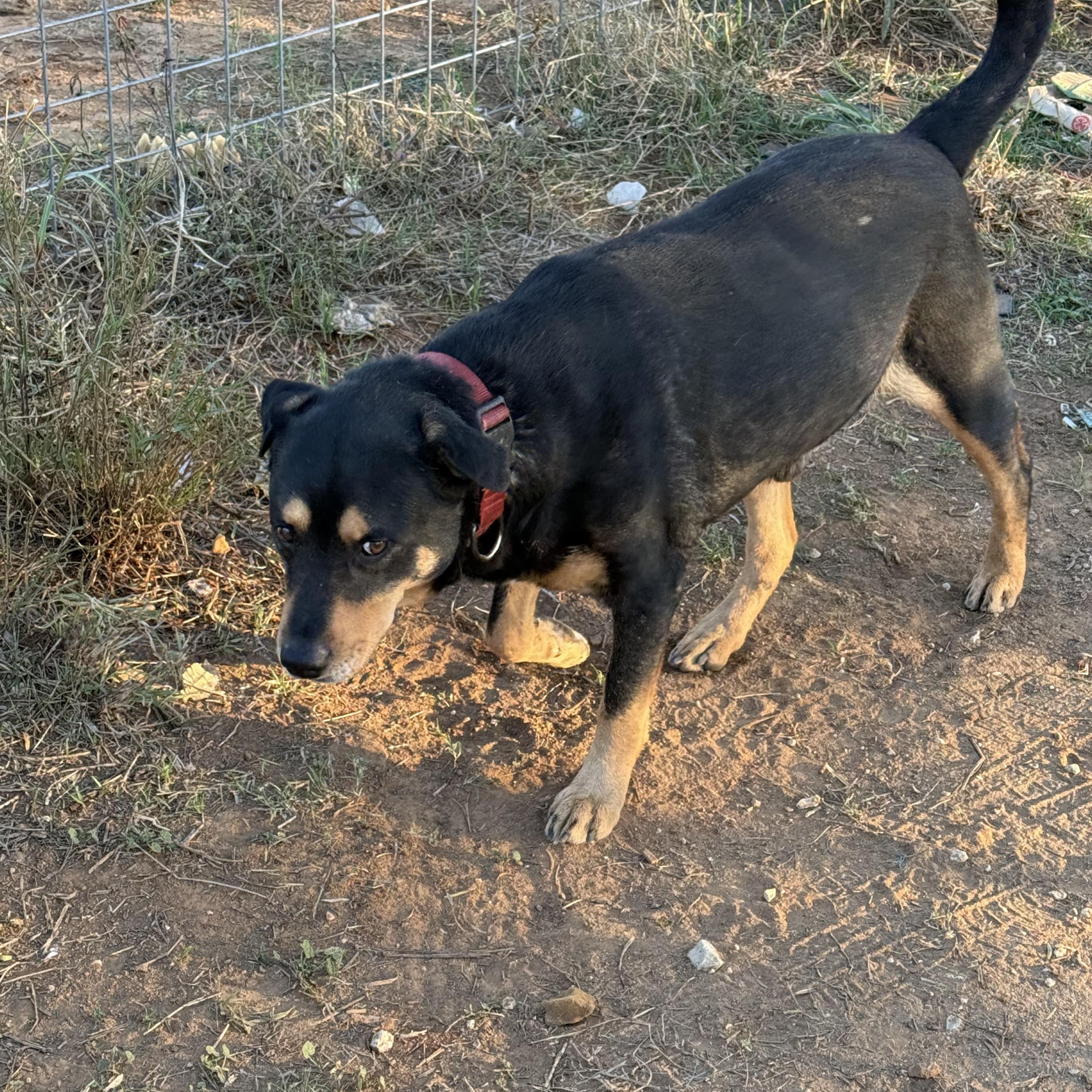 Jack, Young Male Rottweiler
