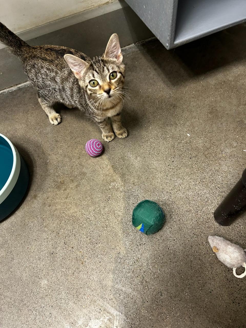 Enlarge Jasper, a Adoptable Domestic Short Hair in Zimmerman, MN image 1/1