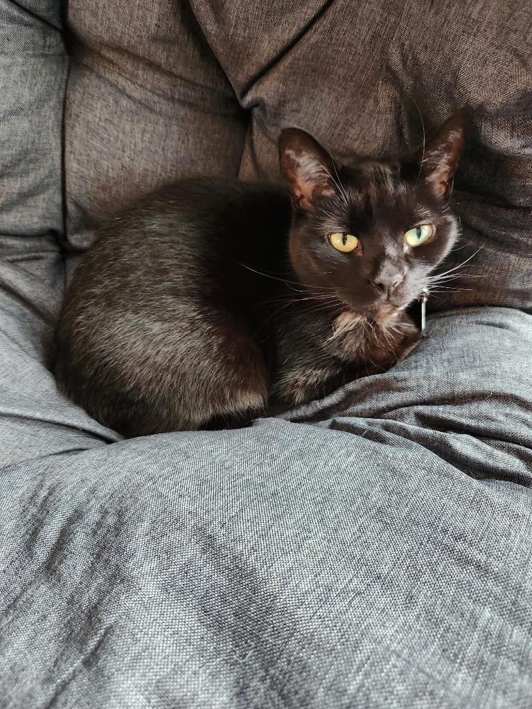 Enlarge Oswin, a Adoptable mixed breed in Bloomington, IN image 2/2