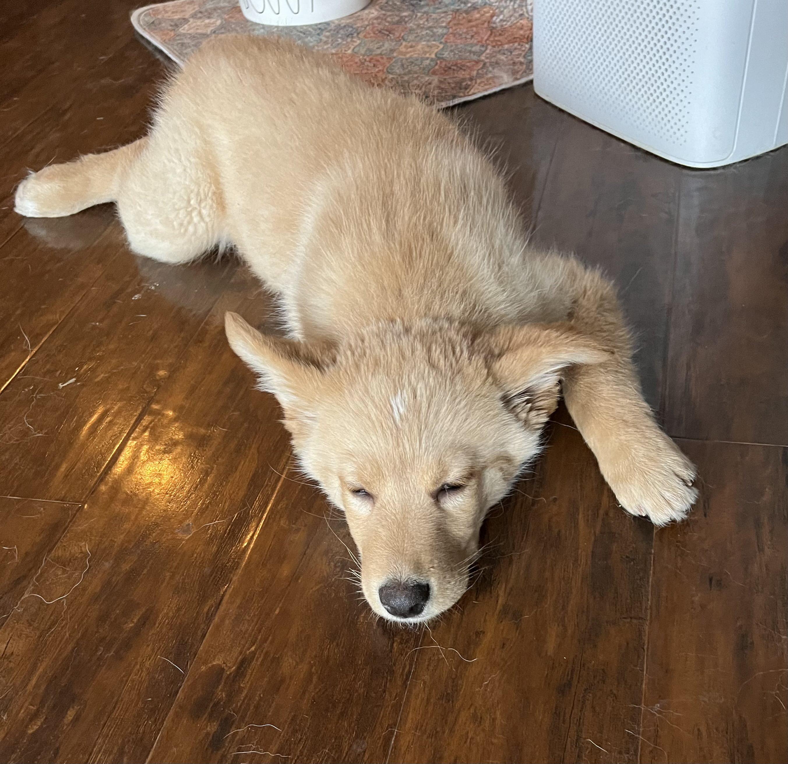 Enlarge Gnocchi, an adopted mixed breed in Oakville, ON image 2/6
