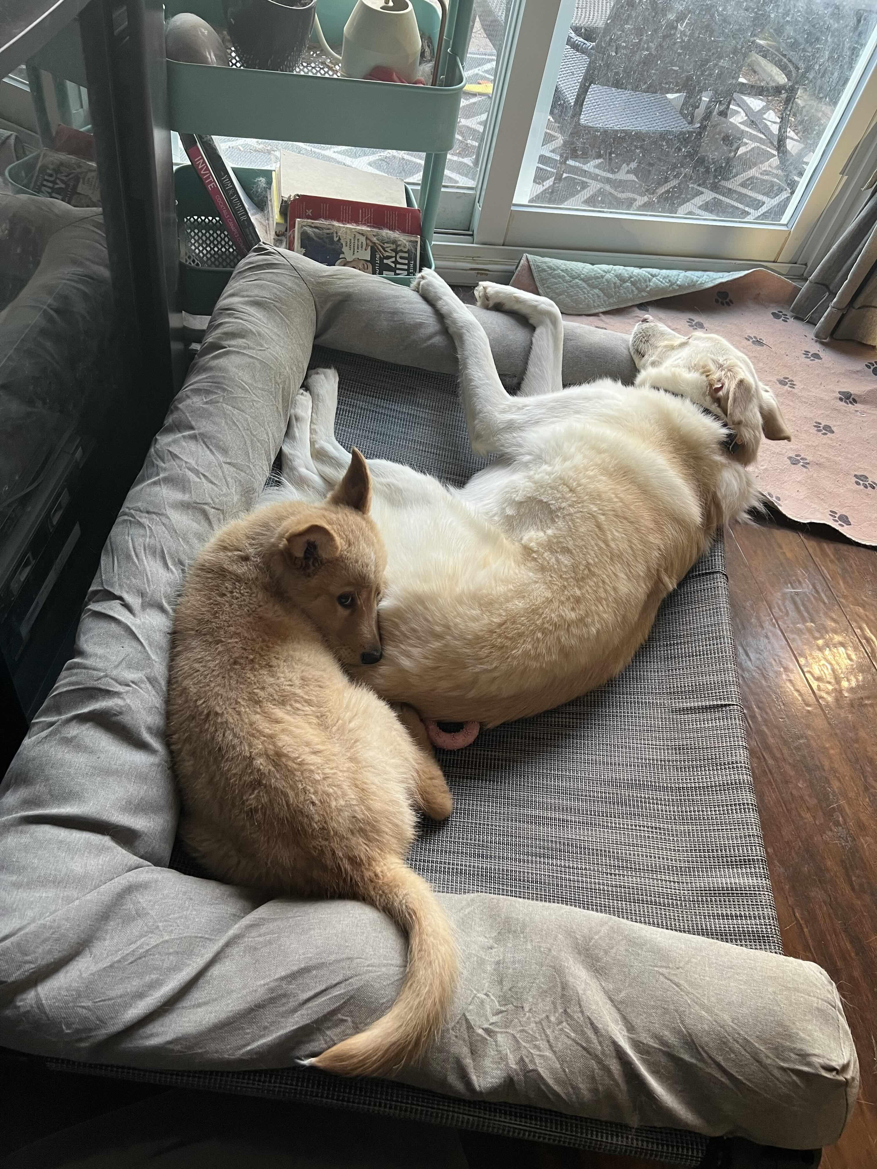 Enlarge Gnocchi, an adopted mixed breed in Oakville, ON image 3/6