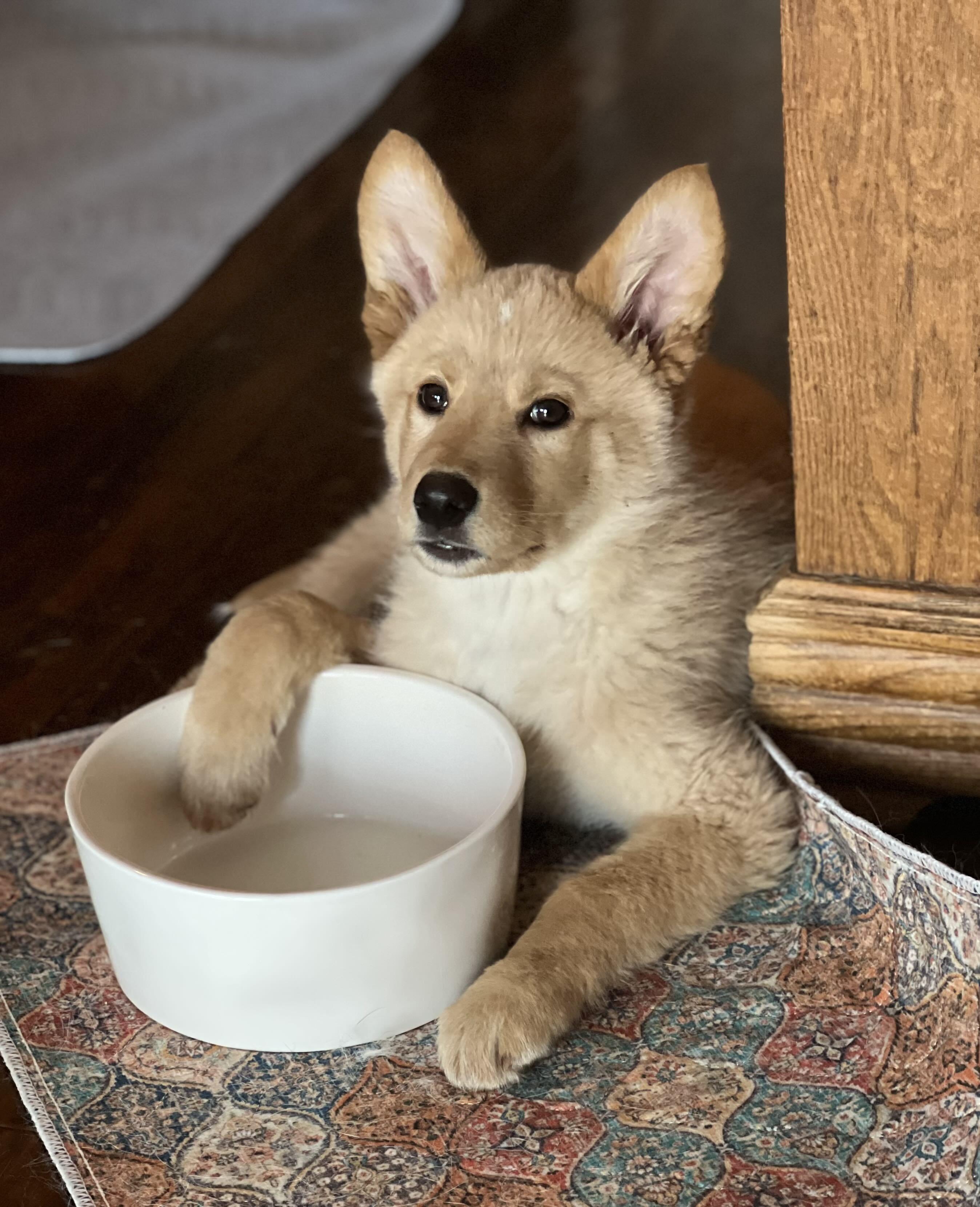 Enlarge Gnocchi, an adopted mixed breed in Oakville, ON image 4/6