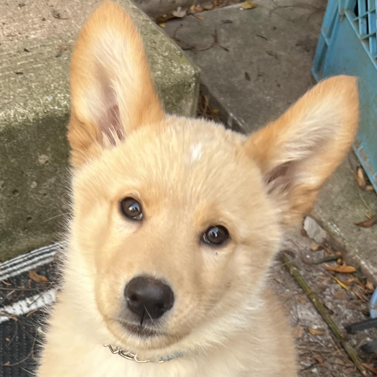 Enlarge Gnocchi, an adopted mixed breed in Oakville, ON image 1/6
