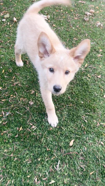 Enlarge Gnocchi, an adopted mixed breed in Oakville, ON video 6/6