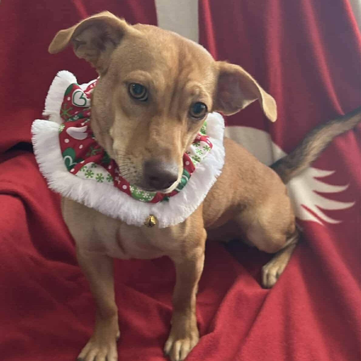 Miss Molly (20251018-01)