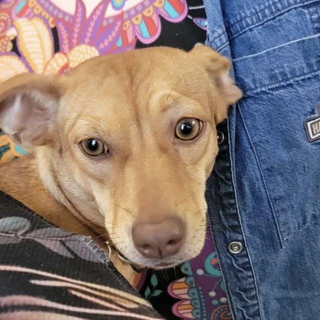 Miss Molly (20251018-01) — thumbnail 2