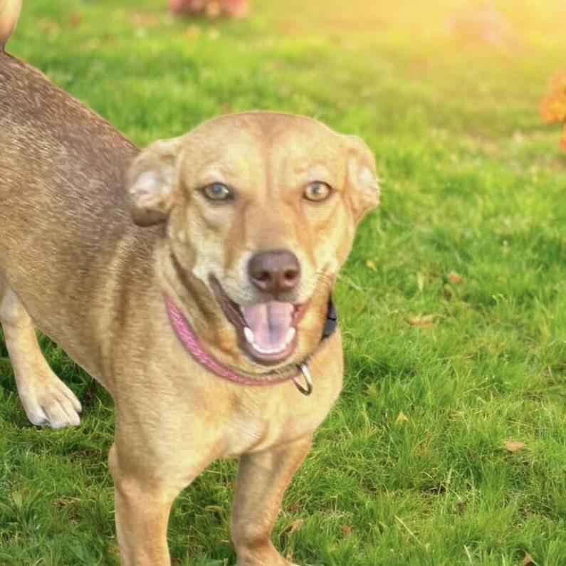 Miss Molly (20251018-01) — thumbnail 3