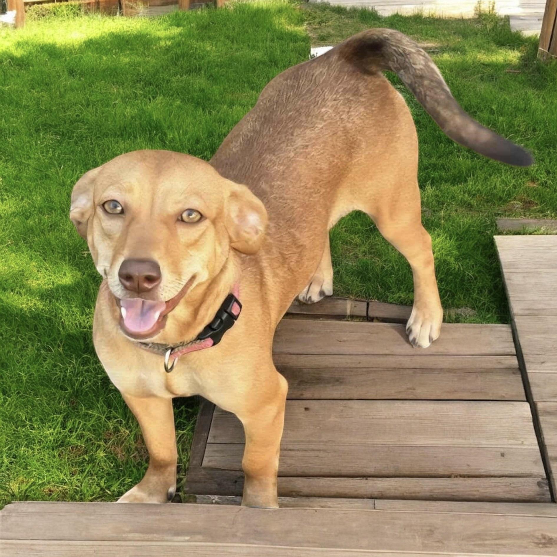 Miss Molly (20251018-01) — thumbnail 4