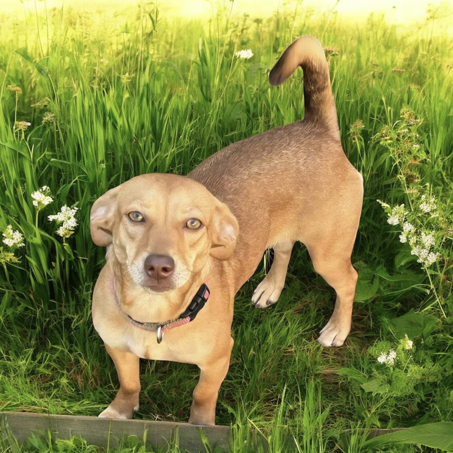 Miss Molly (20251018-01) — thumbnail 5