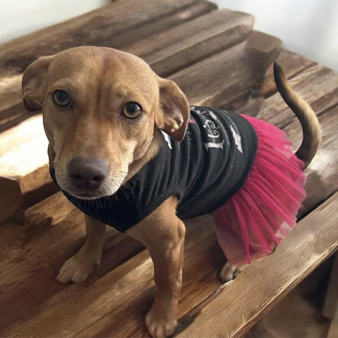 Miss Molly (20251018-01) — thumbnail 6