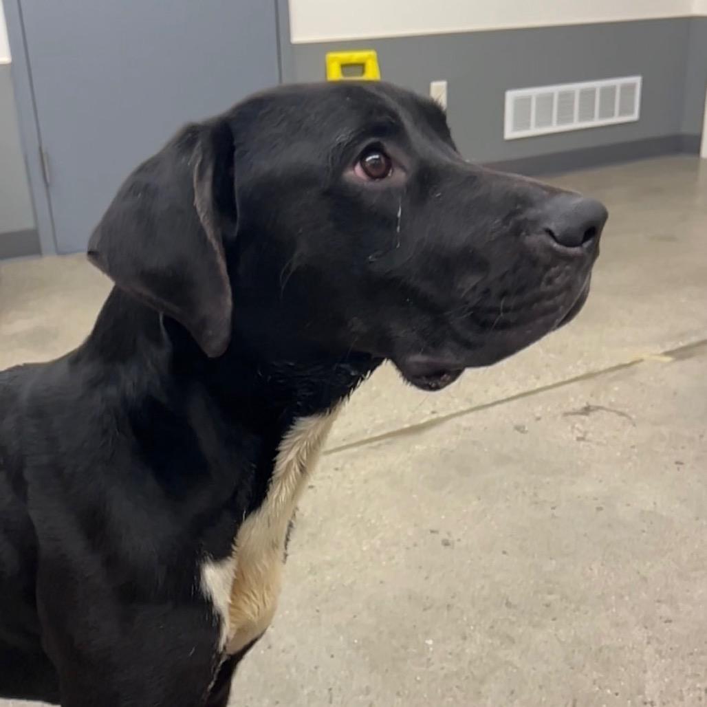 Lurch, Adoptable, Adult Male Great Dane & Mixed Breed.