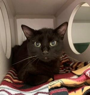 Champagne, ADOPTABLE, Young Female Domestic Short Hair.