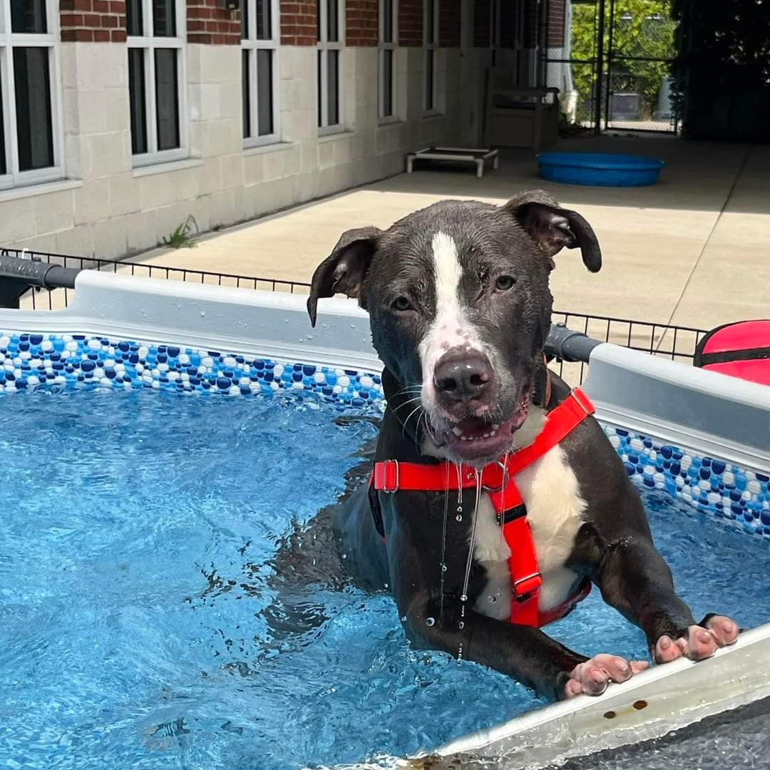 Enlarge Chucky, a Adoptable mixed breed in Stratford, CT image 6/6