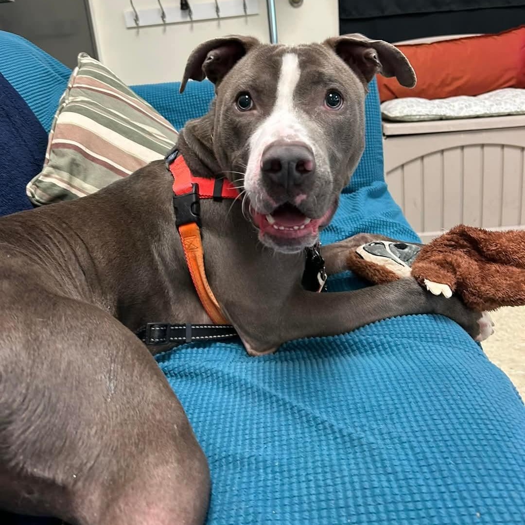 Enlarge Chucky, a Adoptable mixed breed in Stratford, CT image 1/6