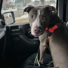 Chucky, Adoptable, Adult Male Pit Bull Terrier.