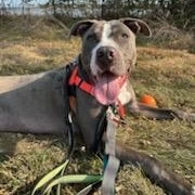 Enlarge Chucky, a Adoptable mixed breed in Stratford, CT image 4/6