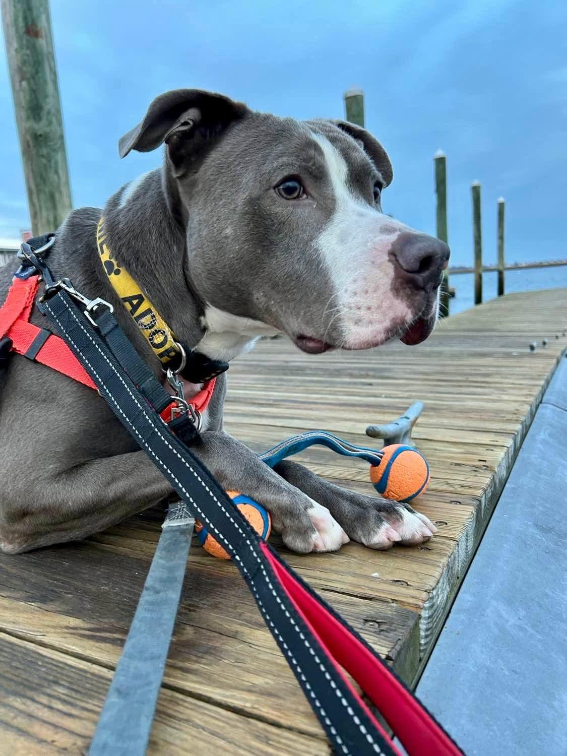 Enlarge Chucky, a Adoptable mixed breed in Stratford, CT image 3/6