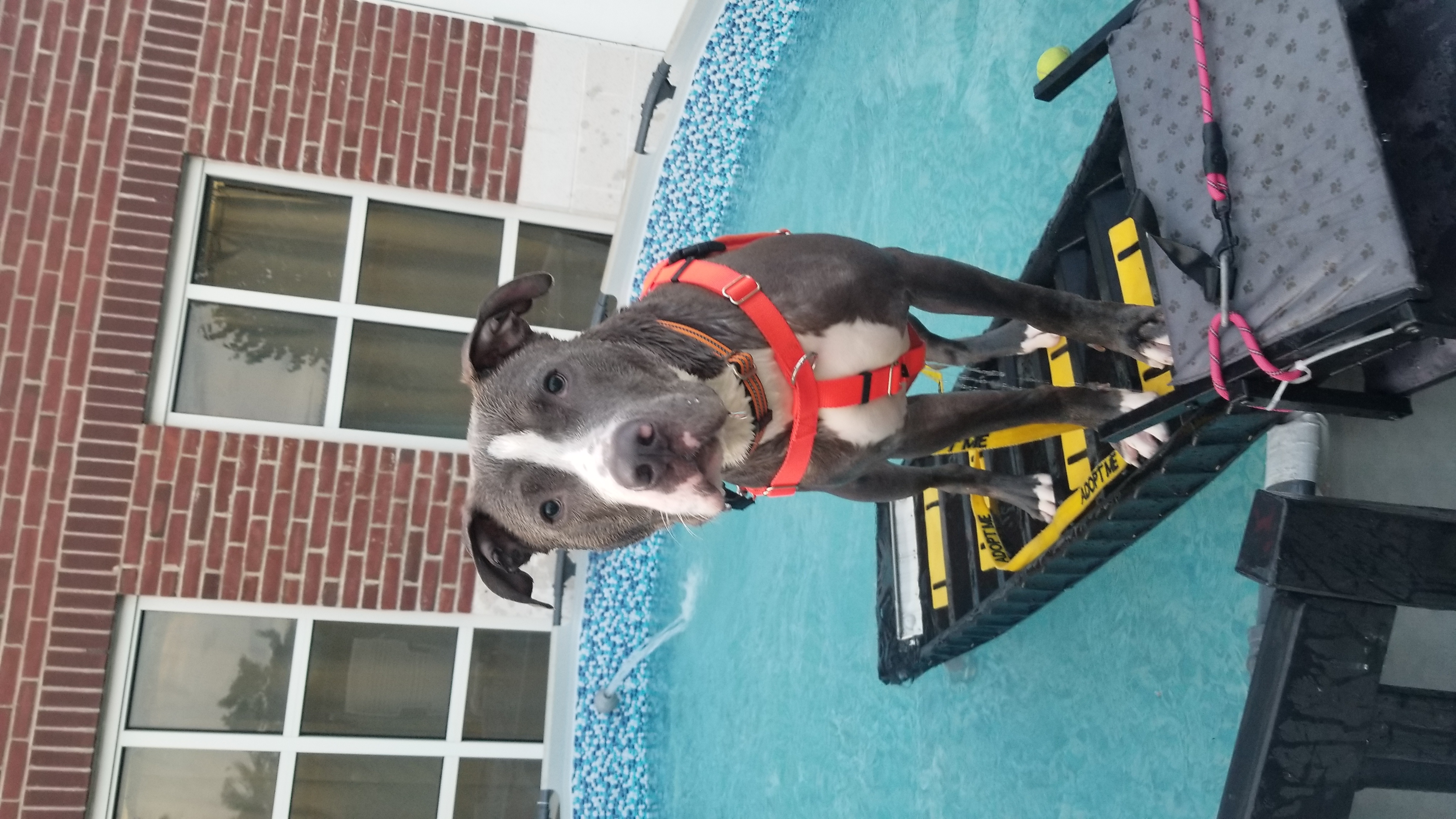 Enlarge Chucky, a Adoptable mixed breed in Stratford, CT image 5/6