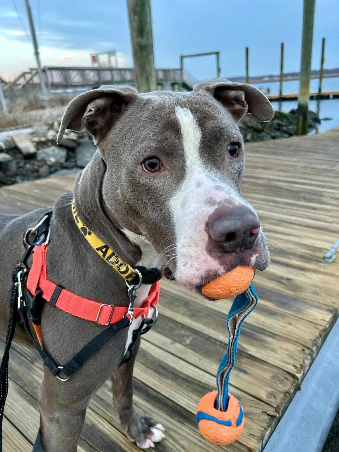 Enlarge Chucky, a Adoptable mixed breed in Stratford, CT image 1/6