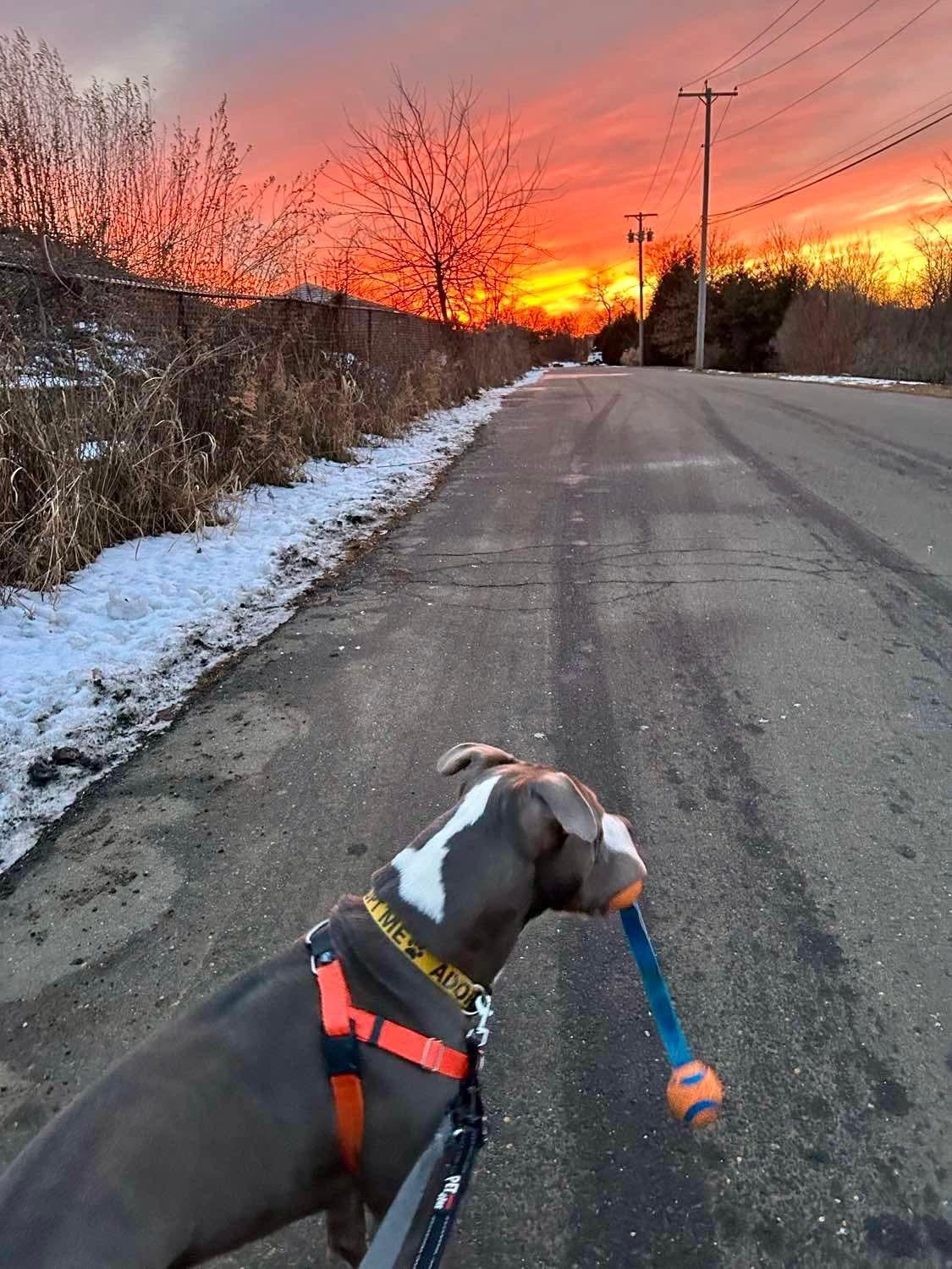 Enlarge Chucky, a Adoptable mixed breed in Stratford, CT image 2/6
