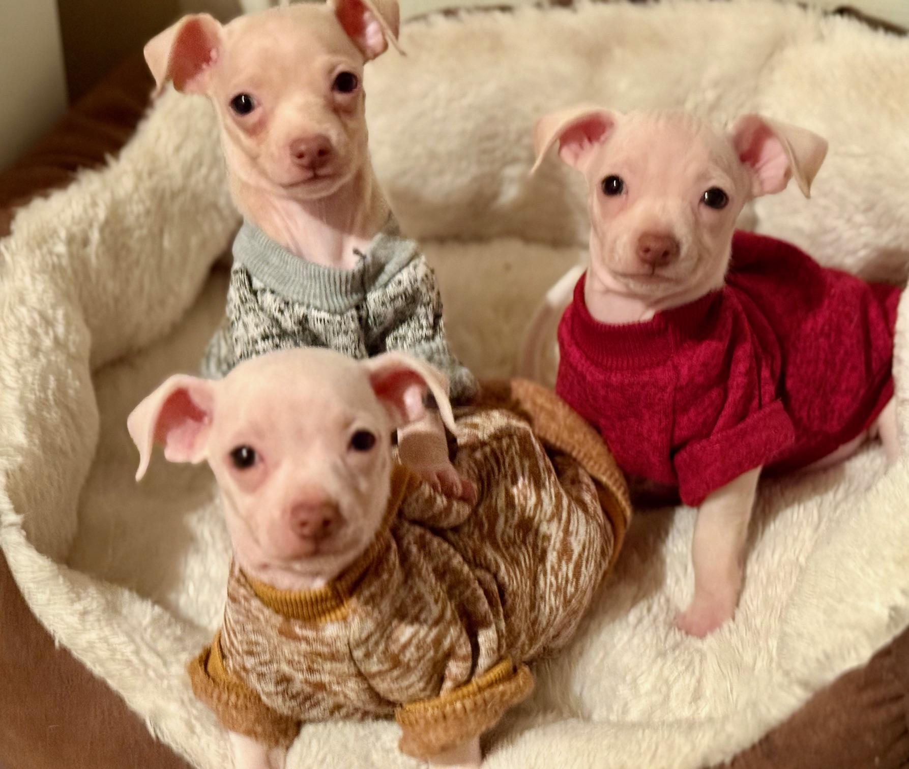 Spoon, Jig and Popper (female)!