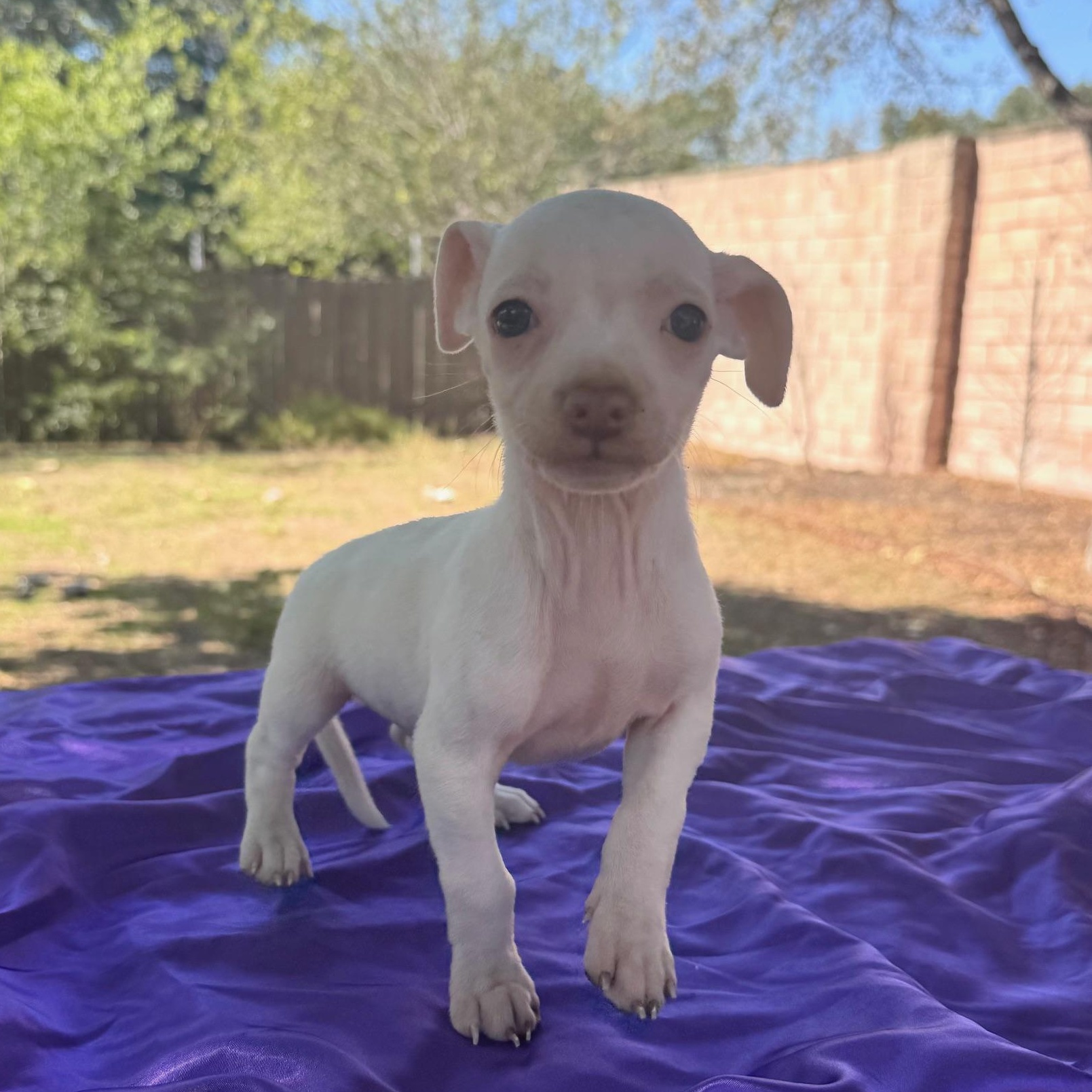 Spoon, Jig and Popper (female)!