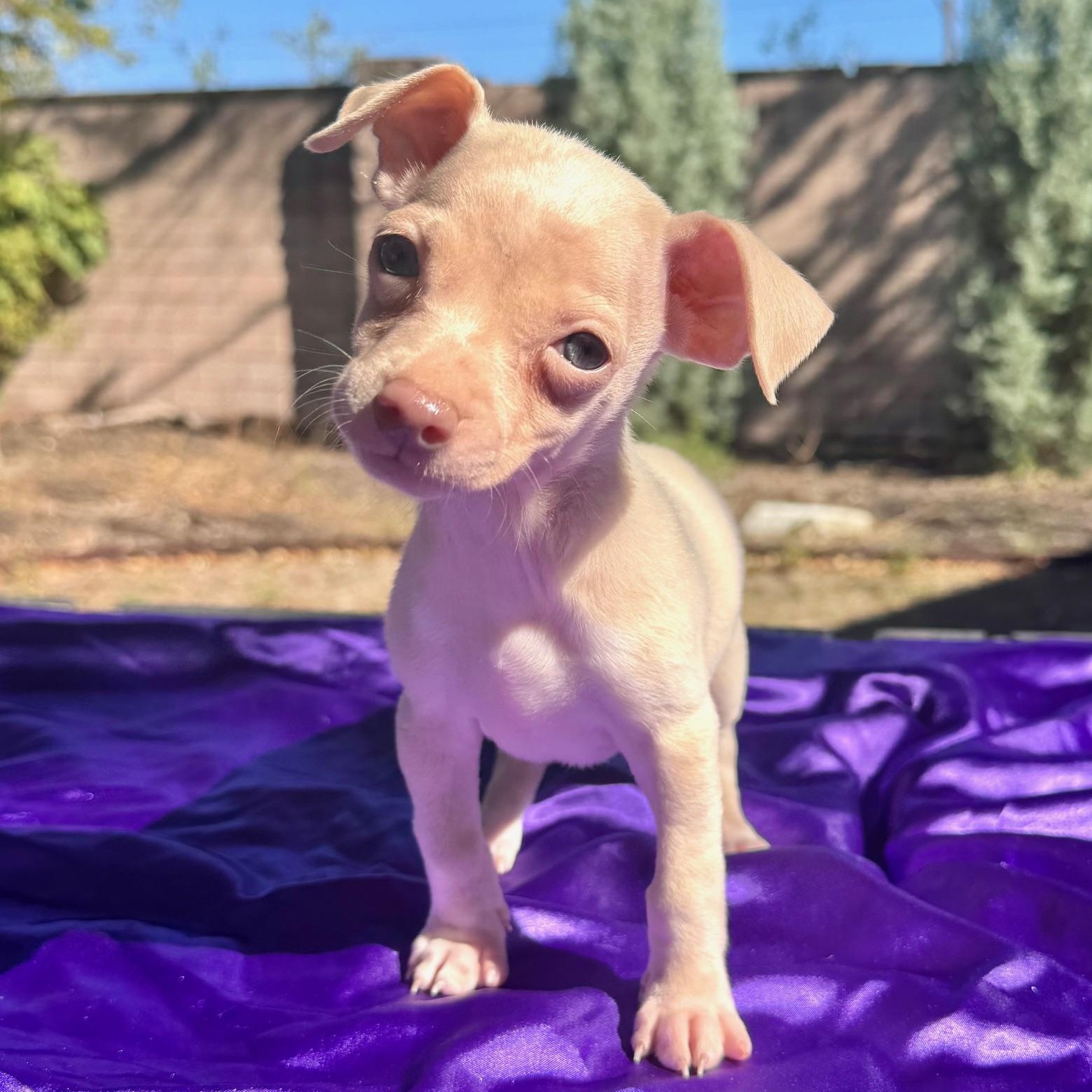 Spoon, Jig and Popper (female)!