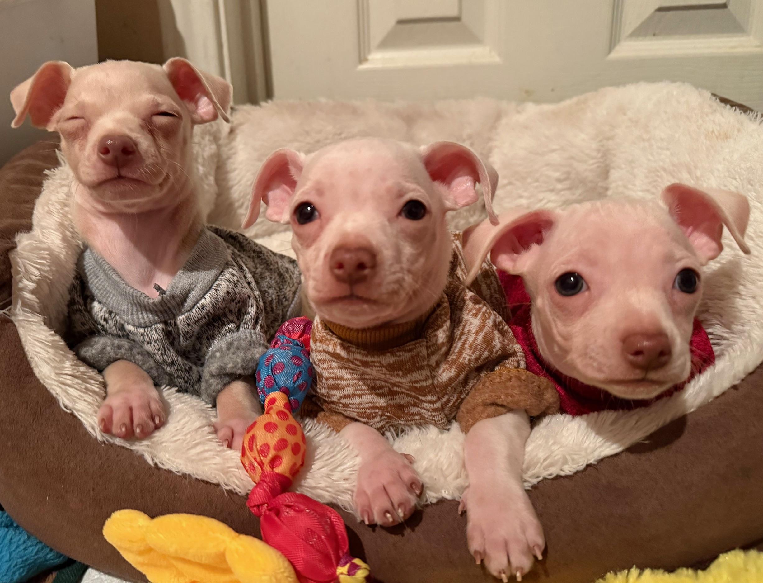 Spoon, Jig and Popper (female)!