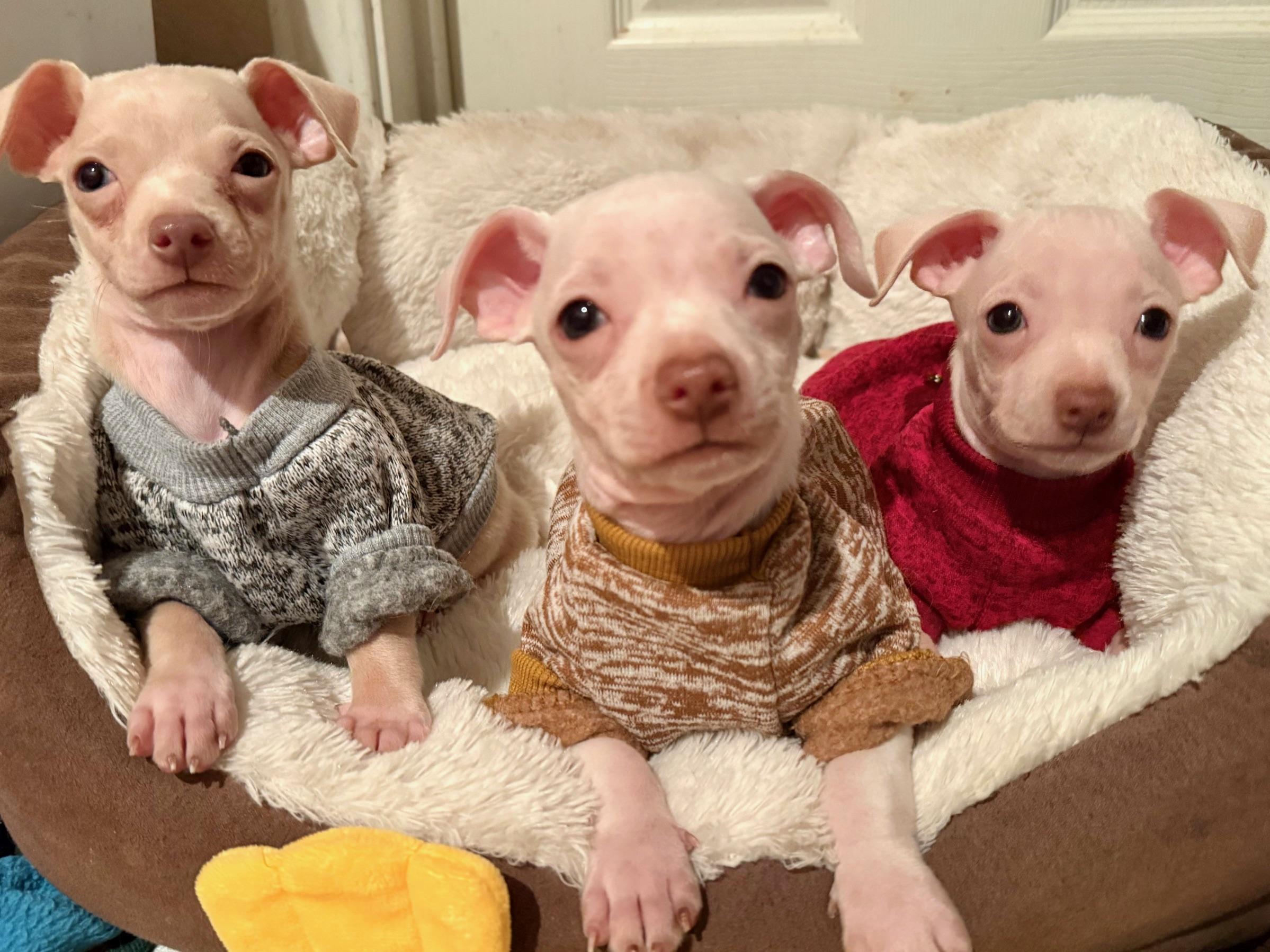 Spoon, Jig and Popper (female)!