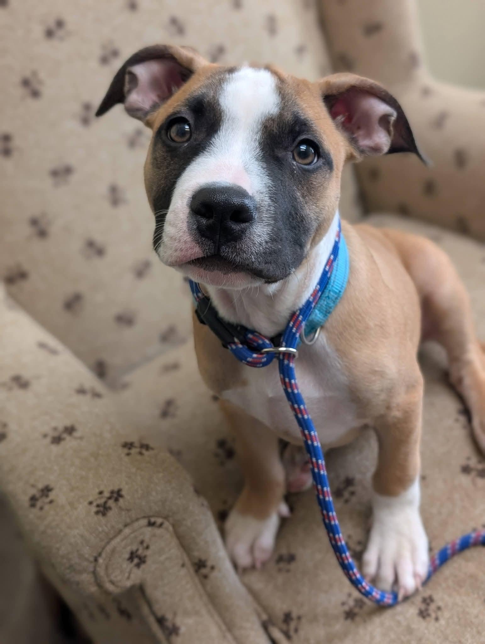 Enlarge KENNY 425, a Adoptable mixed breed in Milwaukee, WI image 4/6
