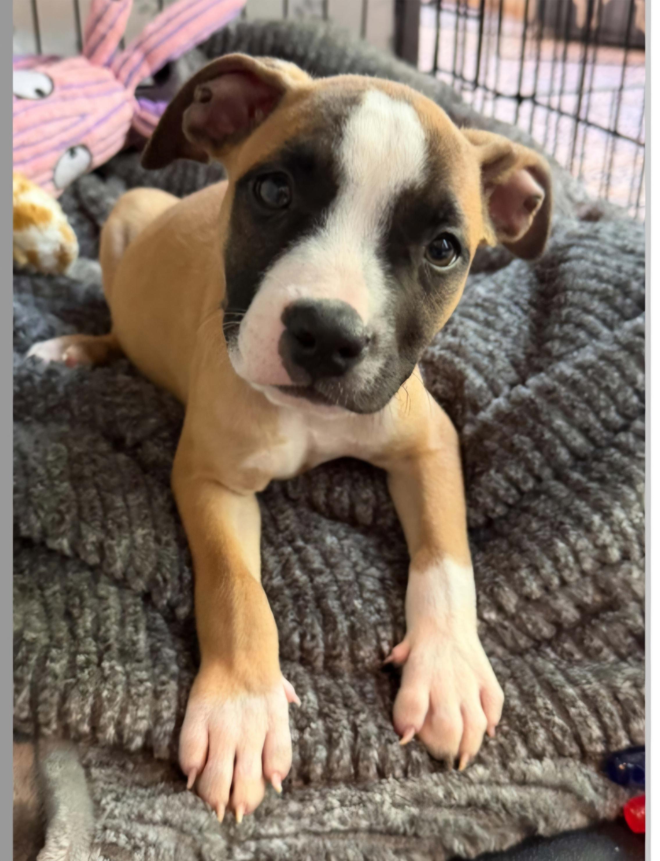 Enlarge KENNY 425, a Adoptable mixed breed in Milwaukee, WI image 2/6