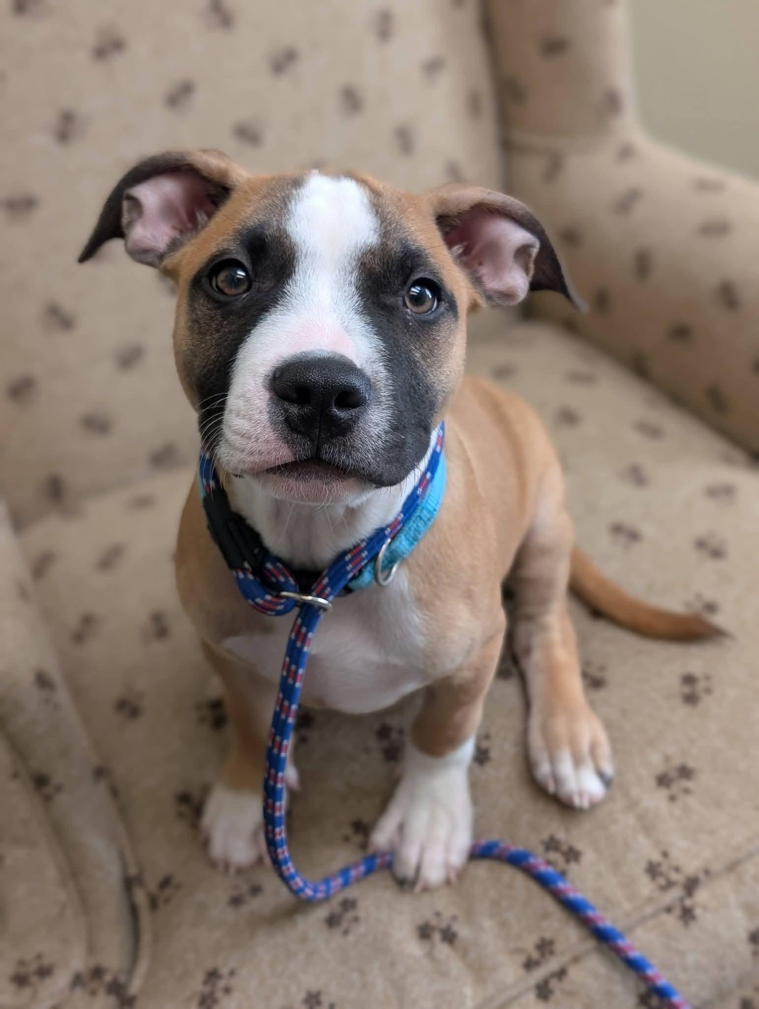 Enlarge KENNY 425, a Adoptable mixed breed in Milwaukee, WI image 3/6