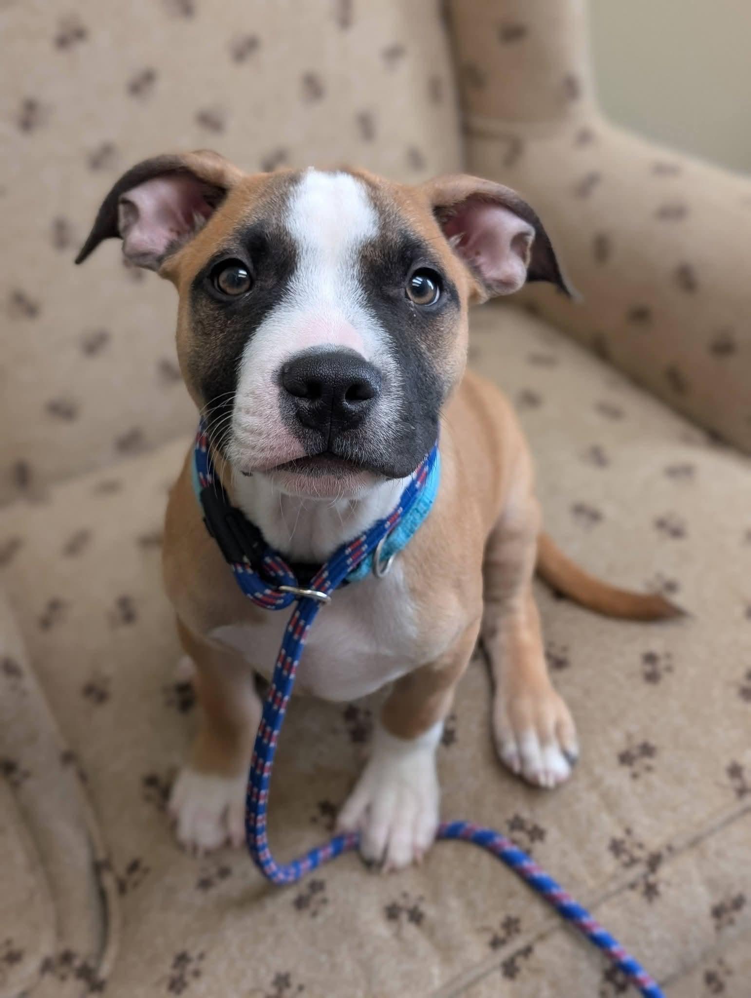 Enlarge KENNY 425, a Adoptable mixed breed in Milwaukee, WI image 5/6