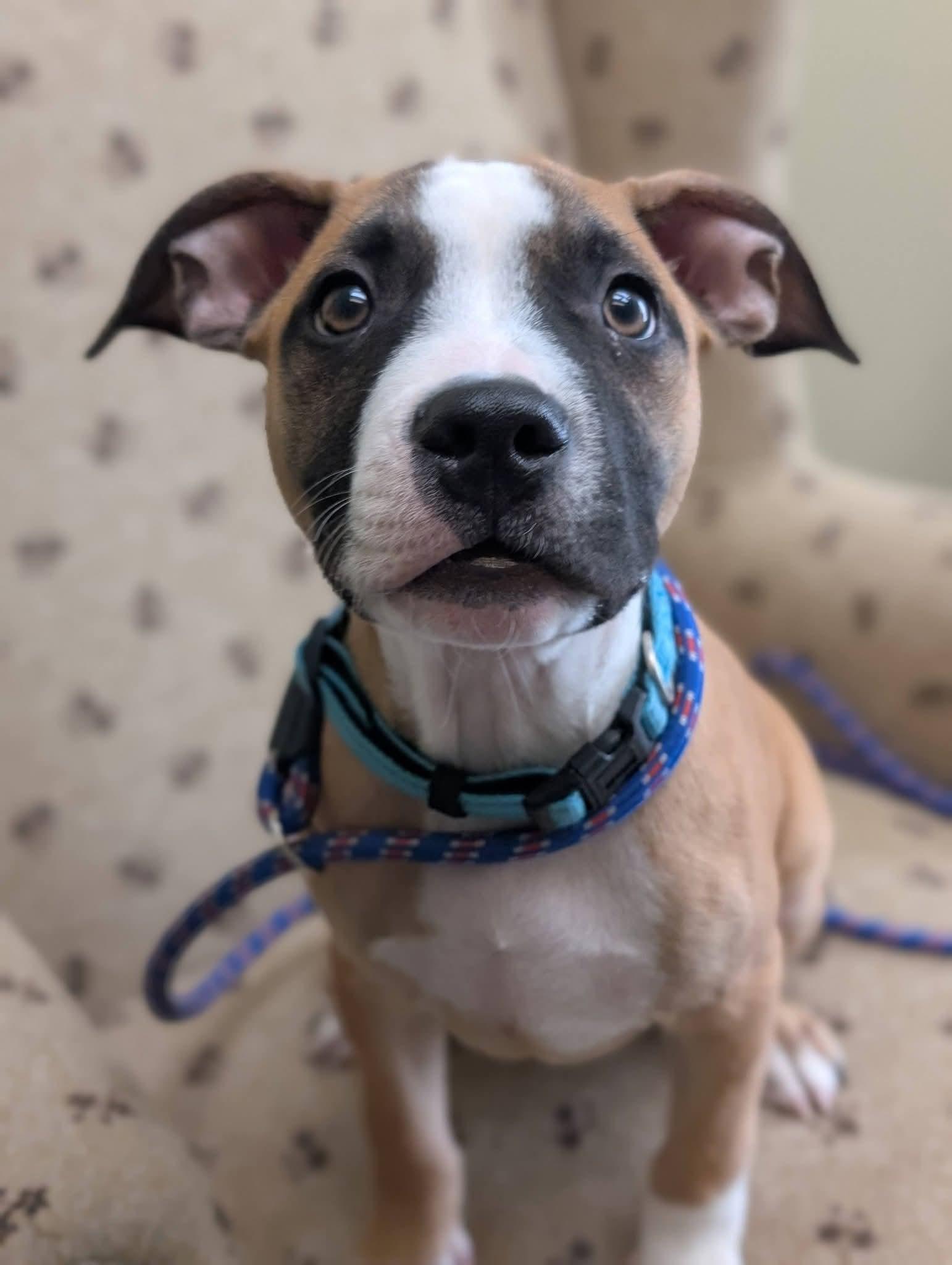 Enlarge KENNY 425, a Adoptable mixed breed in Milwaukee, WI image 6/6