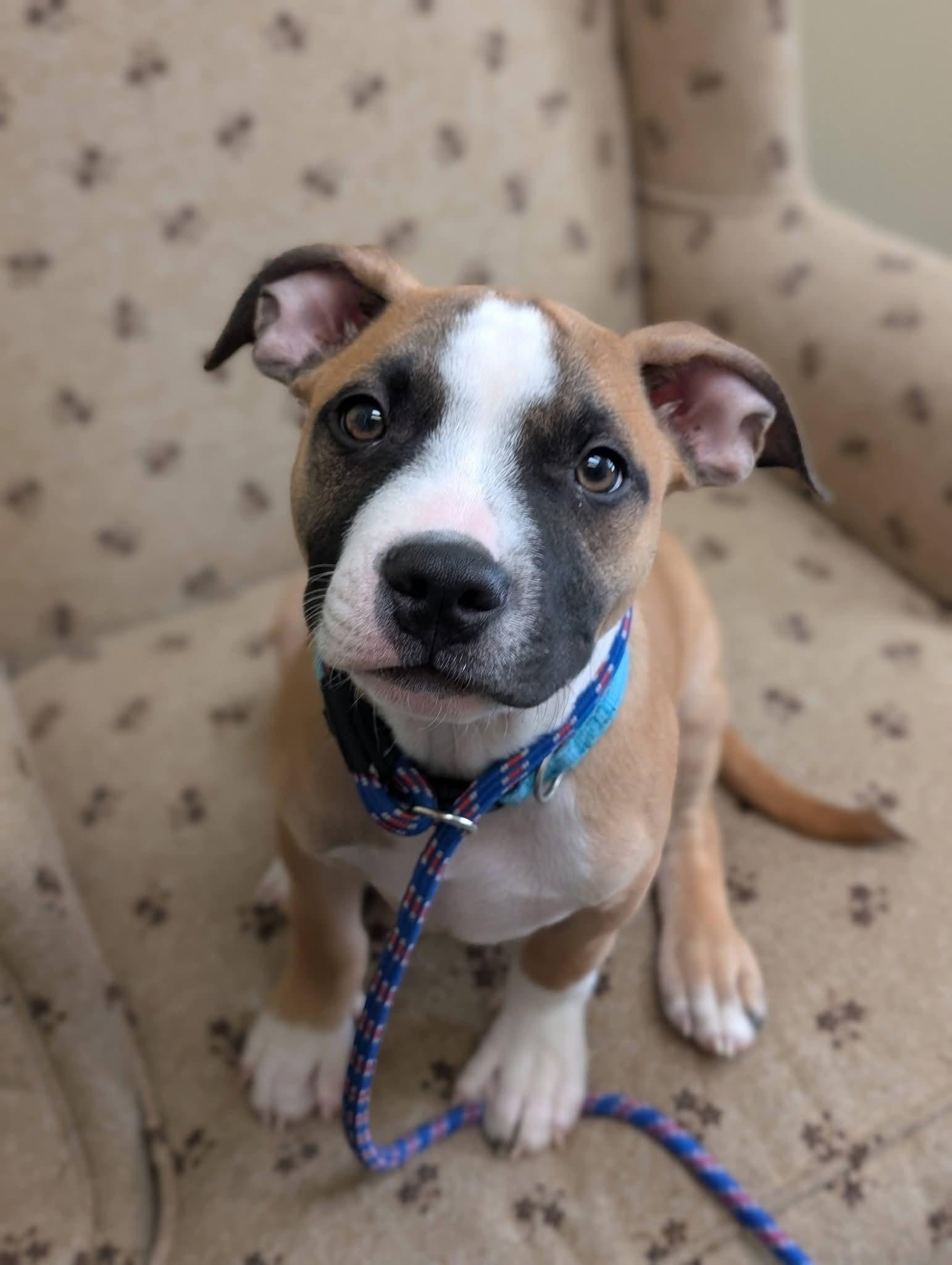 KENNY 425, Adoptable, Puppy Male Mixed Breed.