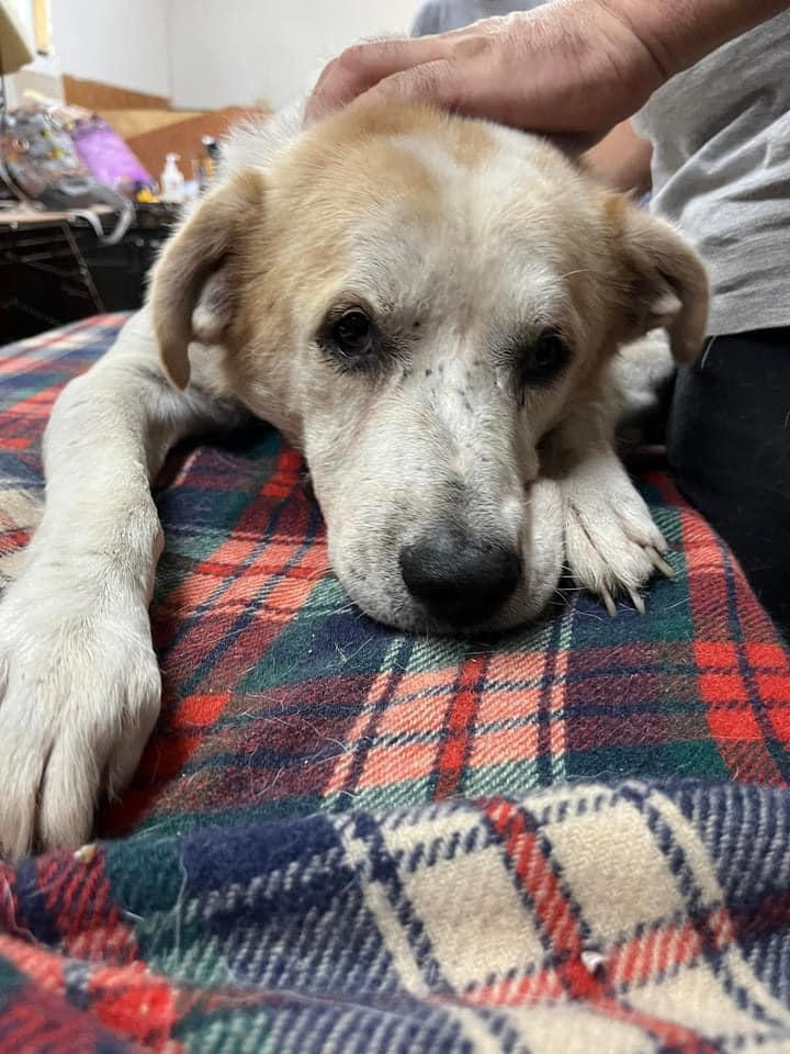 Enlarge Sammy, a Adoptable Labrador Retriever in Willowbrook, IL image 1/5