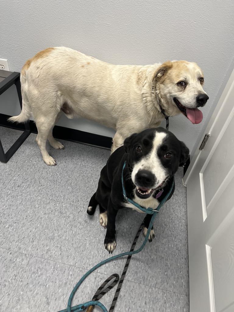 Enlarge Sammy, a Adoptable Labrador Retriever in Willowbrook, IL image 2/5