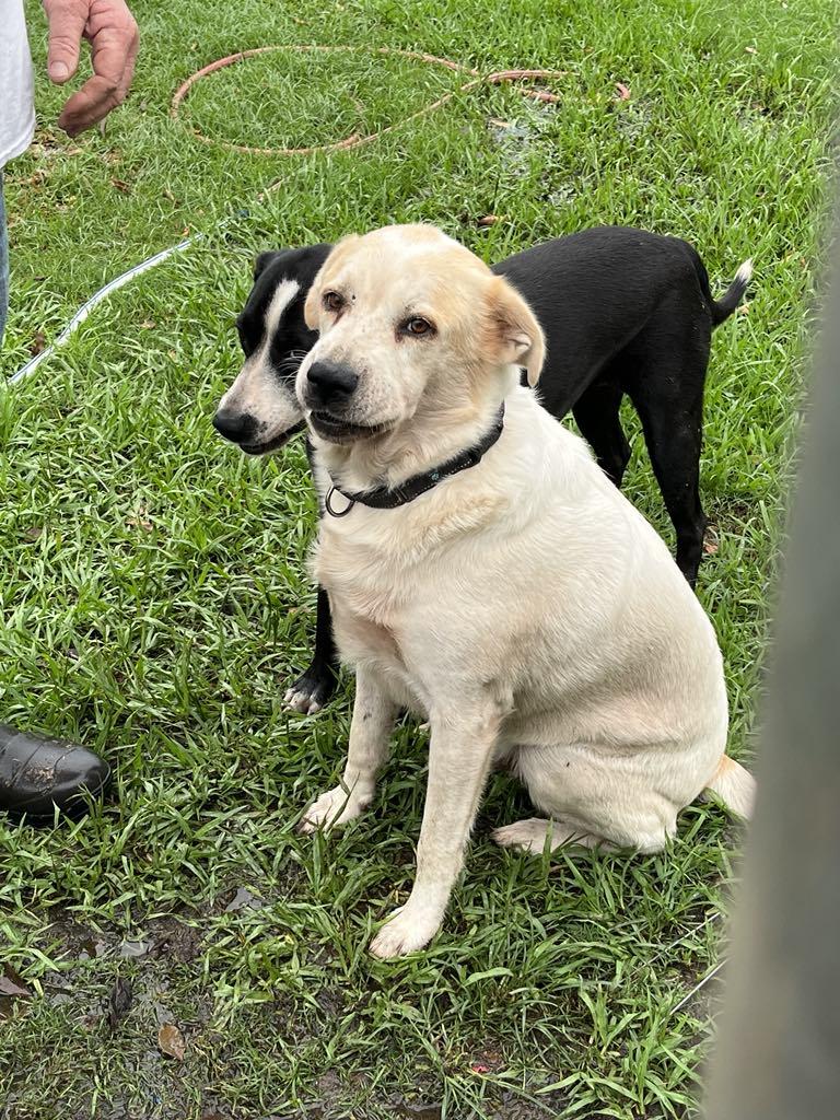 Enlarge Sammy, a Adoptable Labrador Retriever in Willowbrook, IL image 3/5